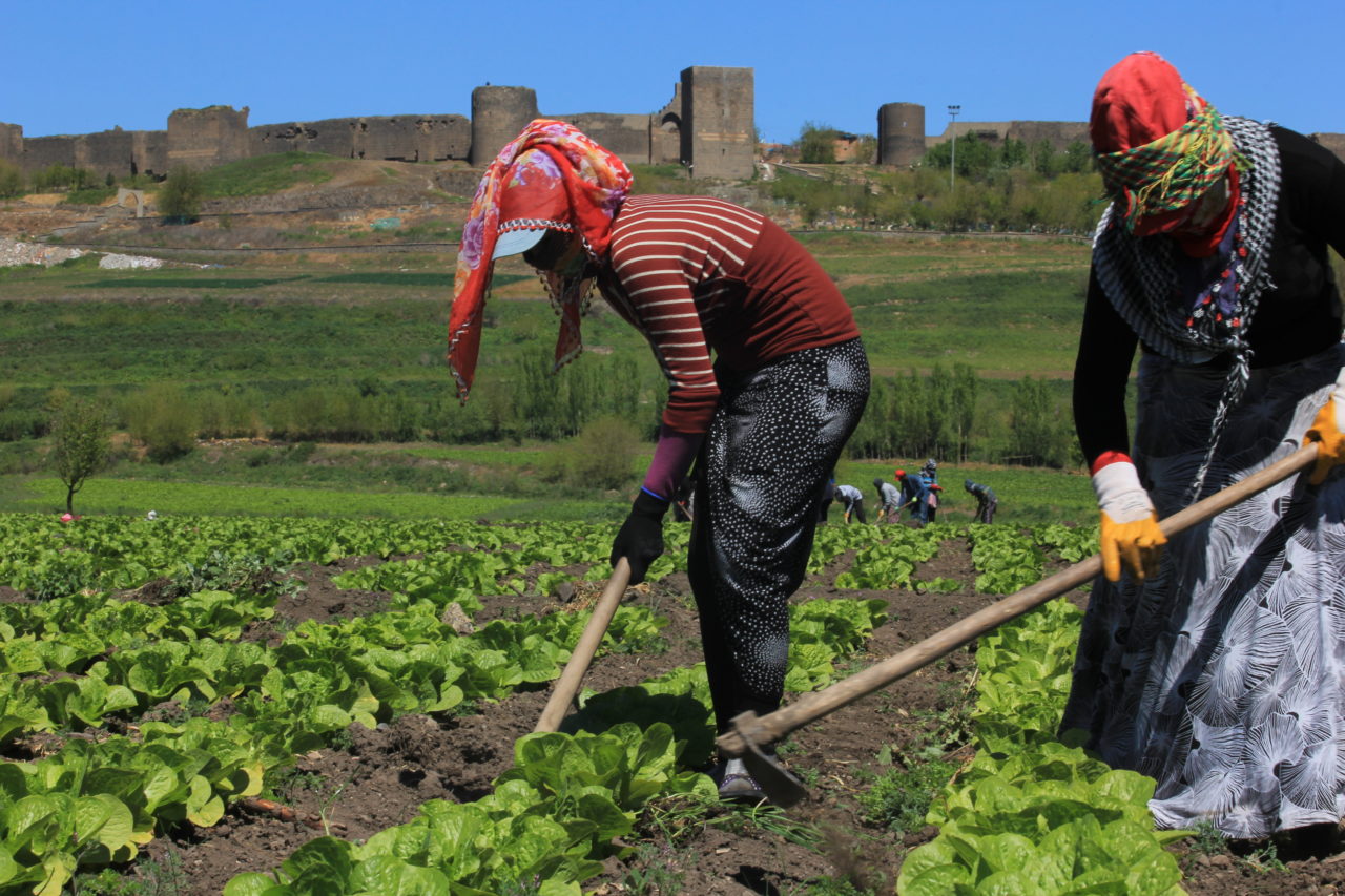 Berhemdarîya li Hevselê. (Fotograf: Fatma Ismen, 2015)