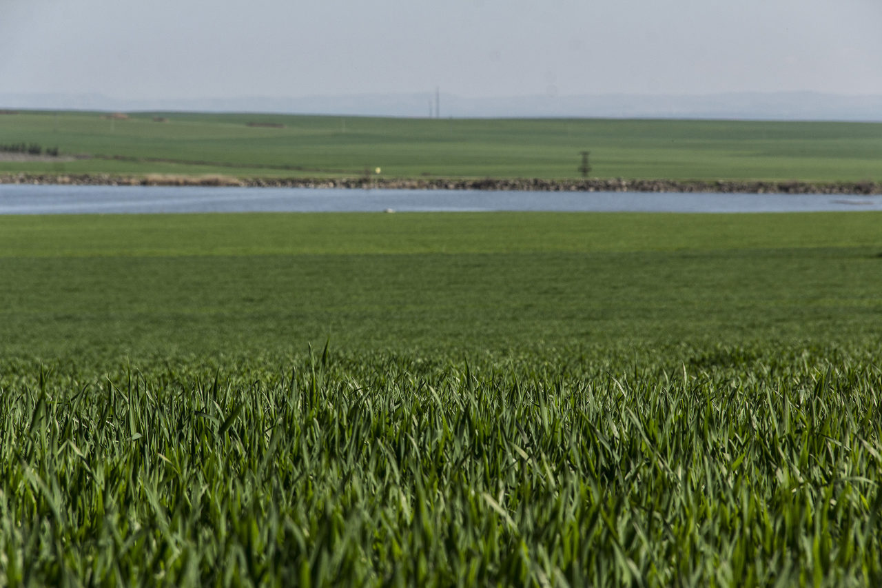 Diyarbakır ve çevresindeki buğday bereketi, mutfağa da çeşitlilik olarak yansıyor. Mayalı ve mayasız olarak, pişirme biçimlerine göre değişen birçok farklı ekmek var bölgede. Bulgur da birçok yemeğin ana ya da yan unsurlarından biri. (Fotoğraf: Türkan Kılıç Pınar)