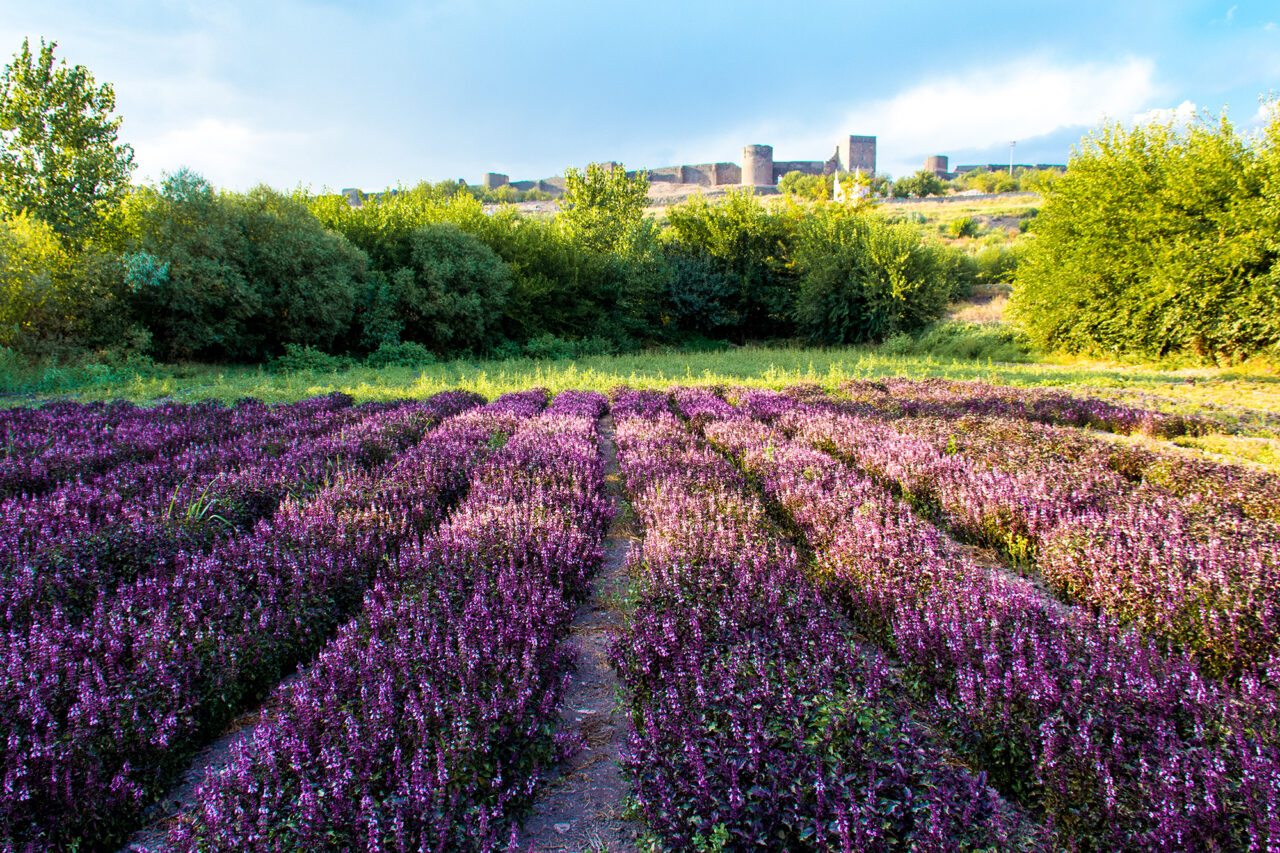 Evliya Çelebi seyahatnamesinde çok kısa sürede coşup irileşen, yakıldığında Hitayî sümbülü gibi kokan reyhanları övüyor bolca. (Fotoğraf: Türkan Kılıç, DİFAK, 2014)