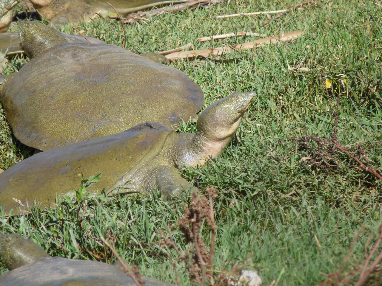 The fauna of the Tigris DİYARBAKIR S MEMORY 